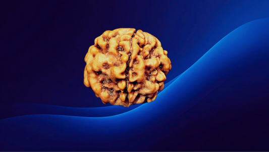 Ek Mukhi Rudraksha