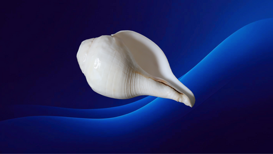 Shankha ( Conch )