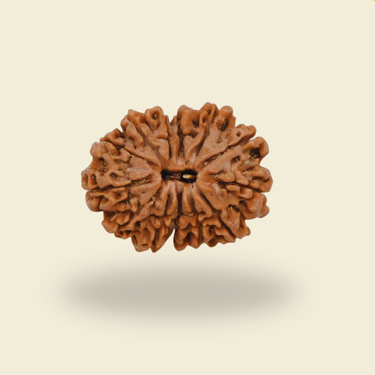 13 Mukhi Rudraksha – Divine Magnetism of Vishwadevas for Fulfillment and Fortune