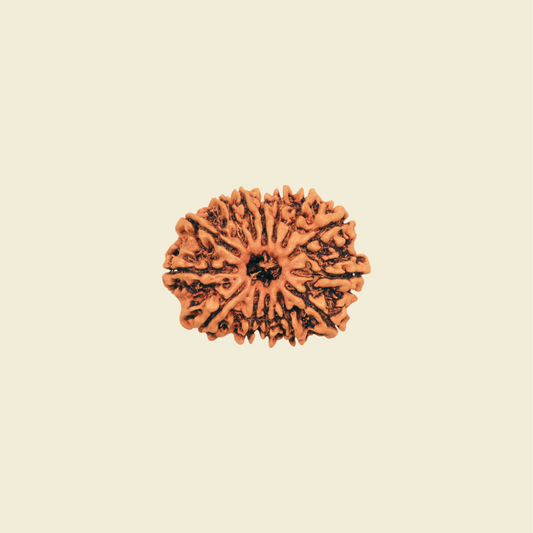 14 Mukhi Rudraksha – Third Eye of Shiva for Intuition, Strength, and Liberation