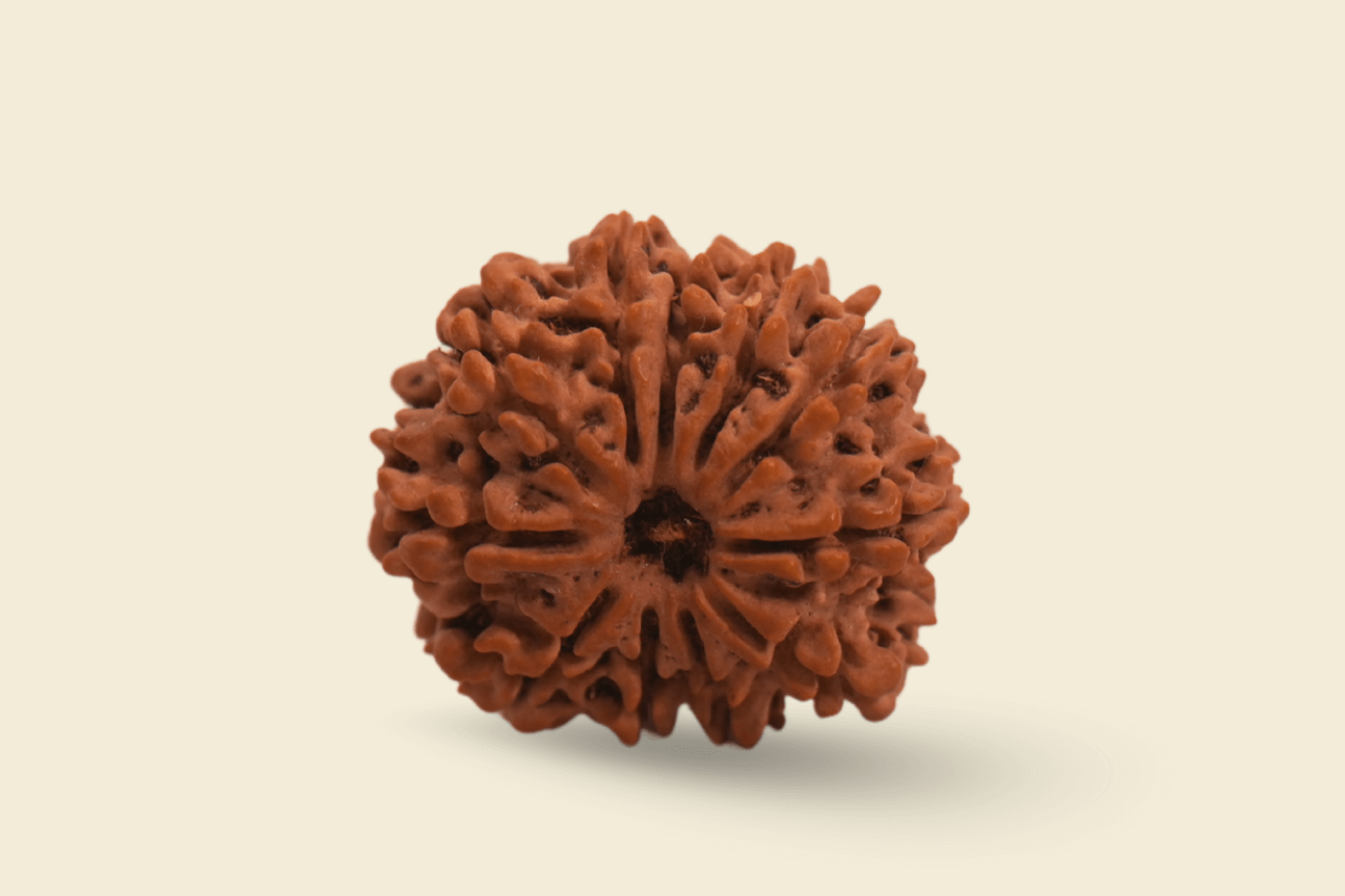 11 Mukhi Nepali Rudraksha