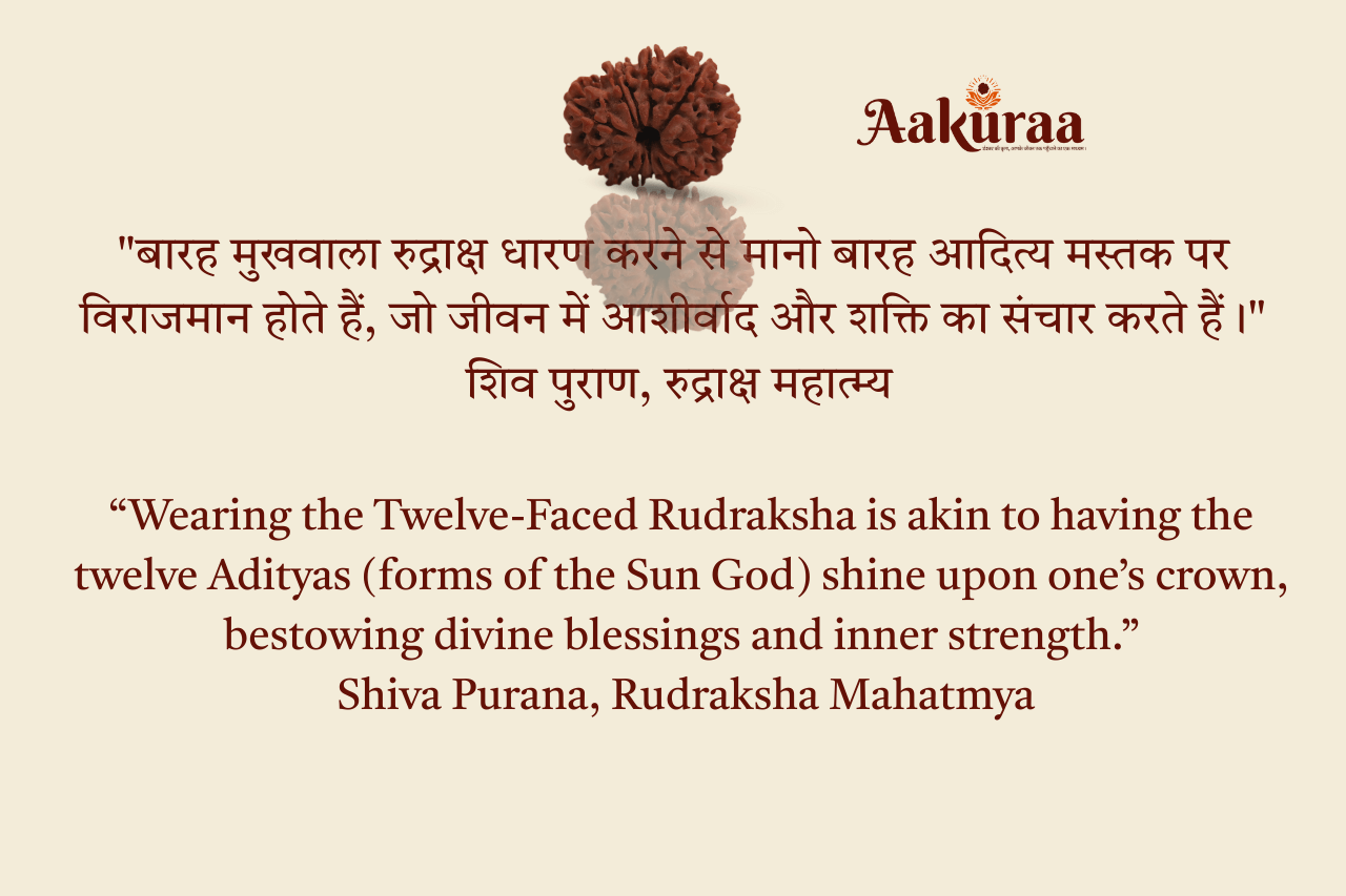 12 Mukhi Nepali Rudraksha