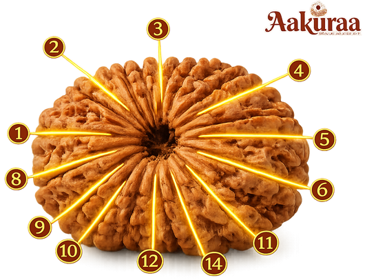 Buy Natural 14 Mukhi Nepali Rudraksha