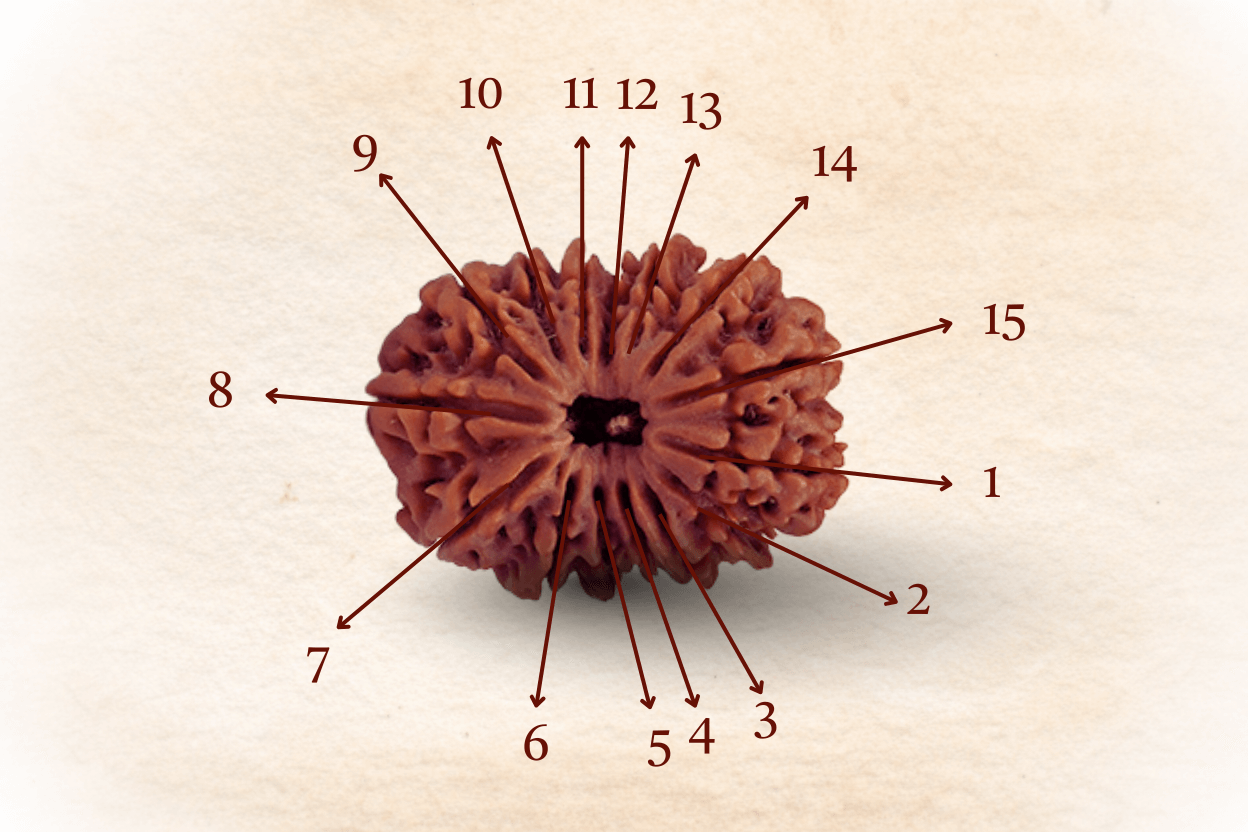 15 Mukhi Nepali Rudraksha