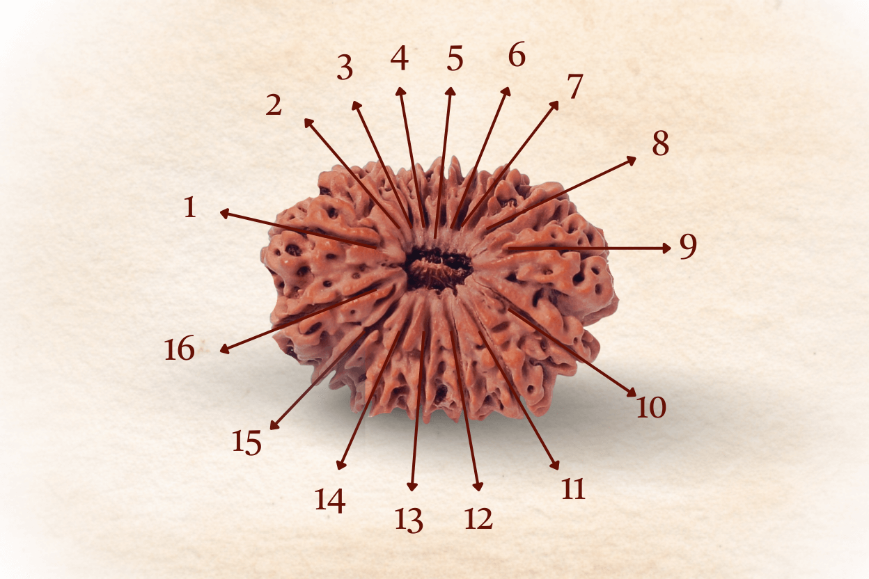 16 Mukhi Nepali Rudraksha
