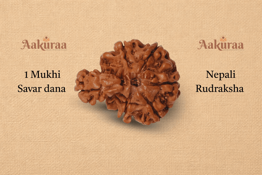 Original 1 Mukhi Nepali Savar Rudraksha