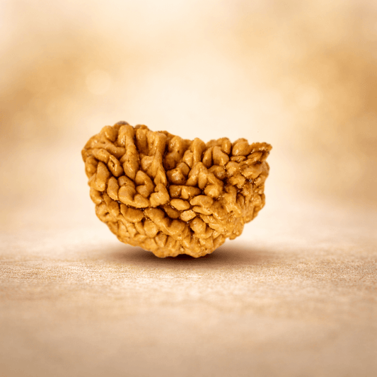 1 Mukhi Rudraksha