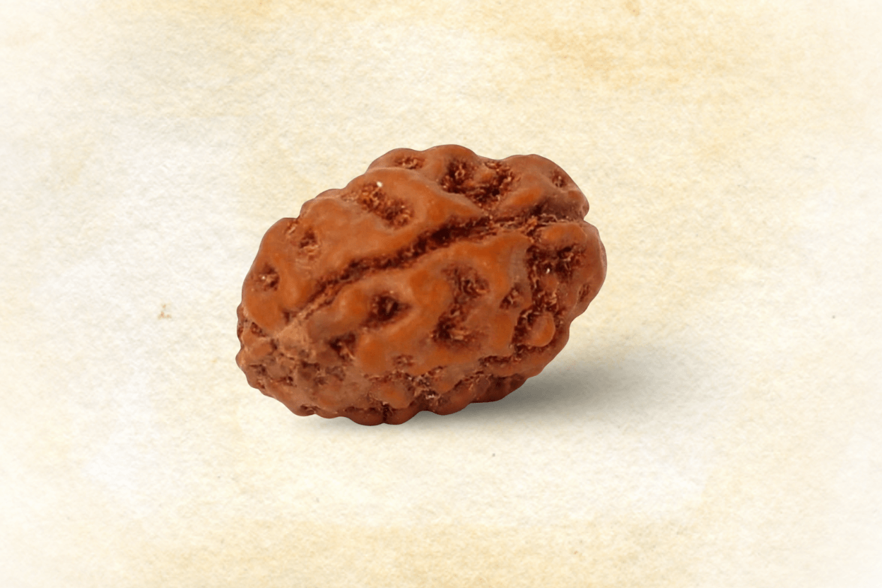 2 Mukhi Rudraksha