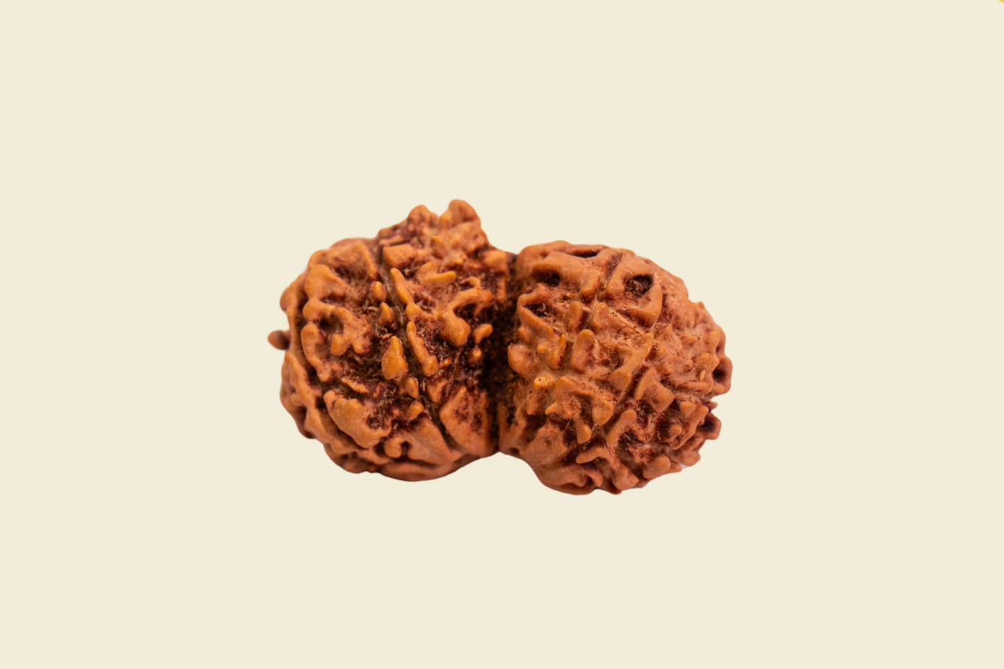 Gauri Shankar Nepali Rudraksha