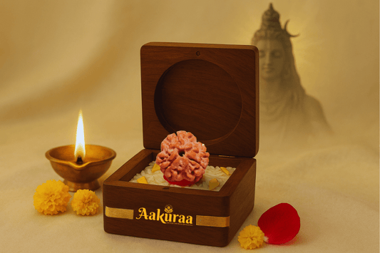 3 Mukhi Nepali Rudraksha