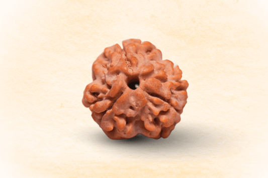Original 3 Mukhi Nepali Rudraksha Natural Certified Bead