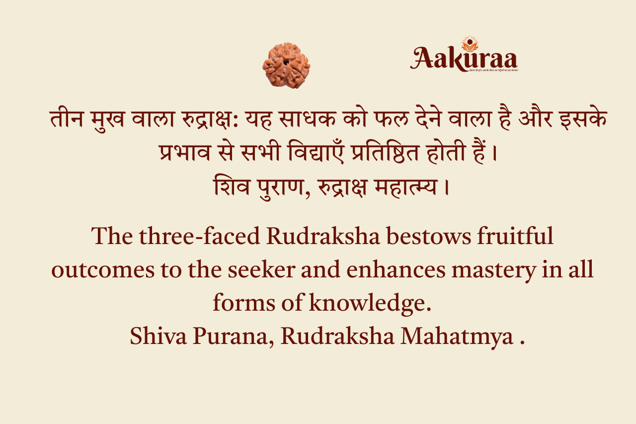 3 Mukhi Nepali Rudraksha