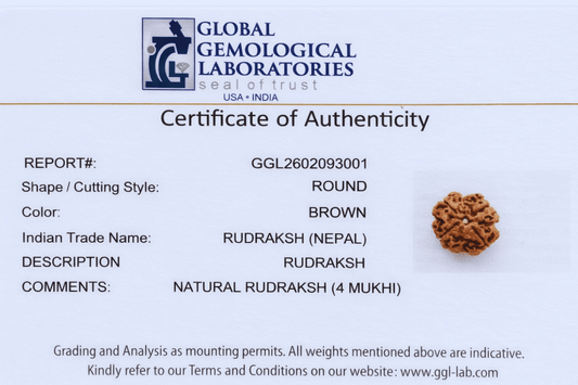 4 Mukhi Nepali Rudraksha