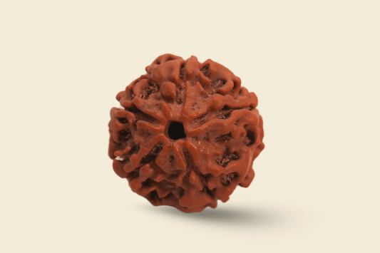 Original 5 Mukhi Nepali Rudraksha Bead Close-Up