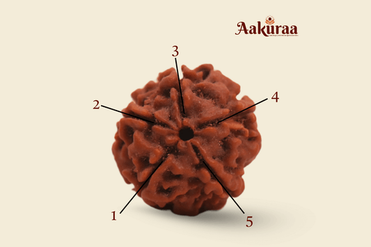 5 Mukhi Nepali Rudraksha