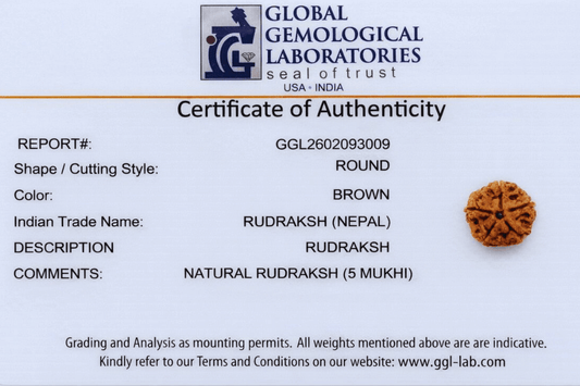 5 Mukhi Nepali Rudraksha
