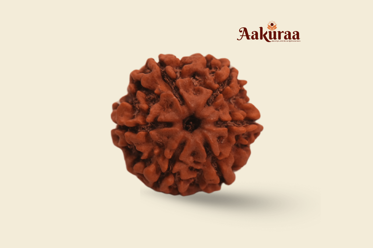 6 Mukhi Nepali Rudraksha
