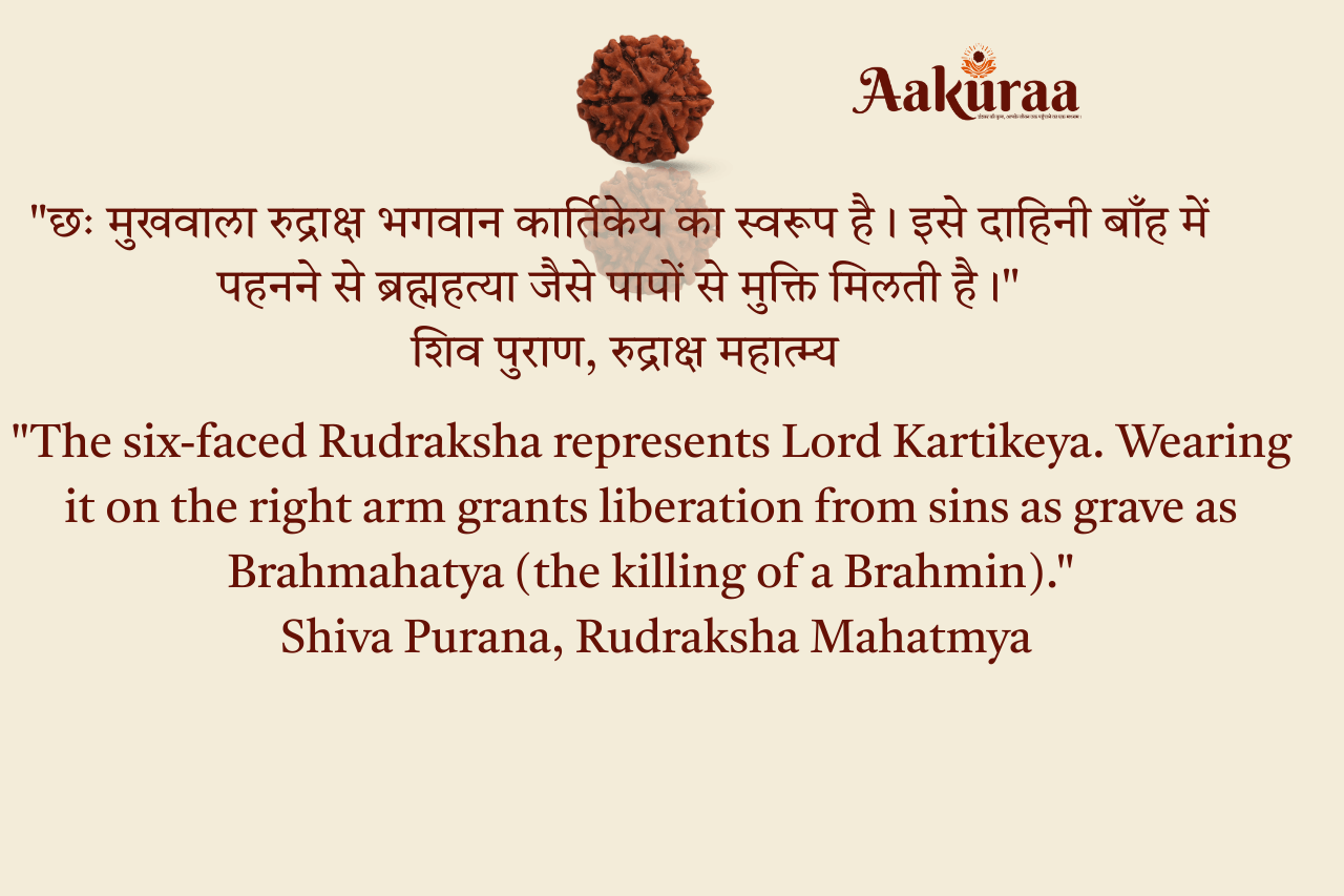 6 Mukhi Nepali Rudraksha