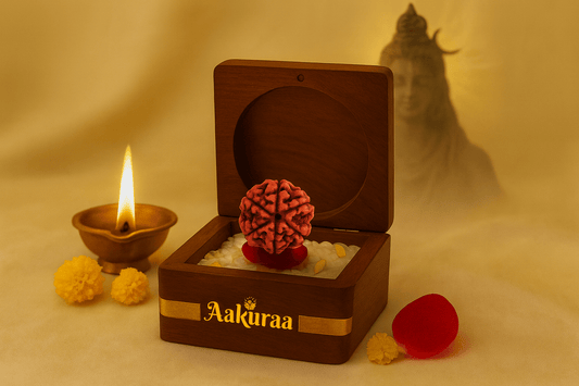 6 Mukhi Nepali Rudraksha