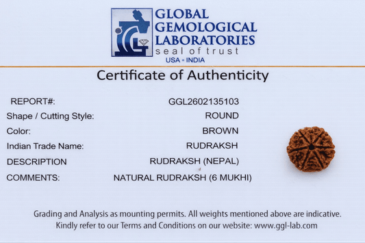 6 Mukhi Nepali Rudraksha