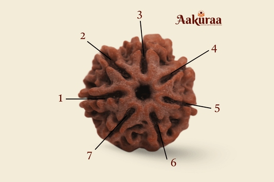 Authentic 7 Mukhi Nepali Rudraksha Displayed Beside 7 Mukhi