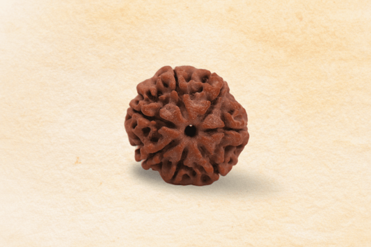 Natural 7 Mukhi Nepali Rudraksha for wealth, stability and prosperity