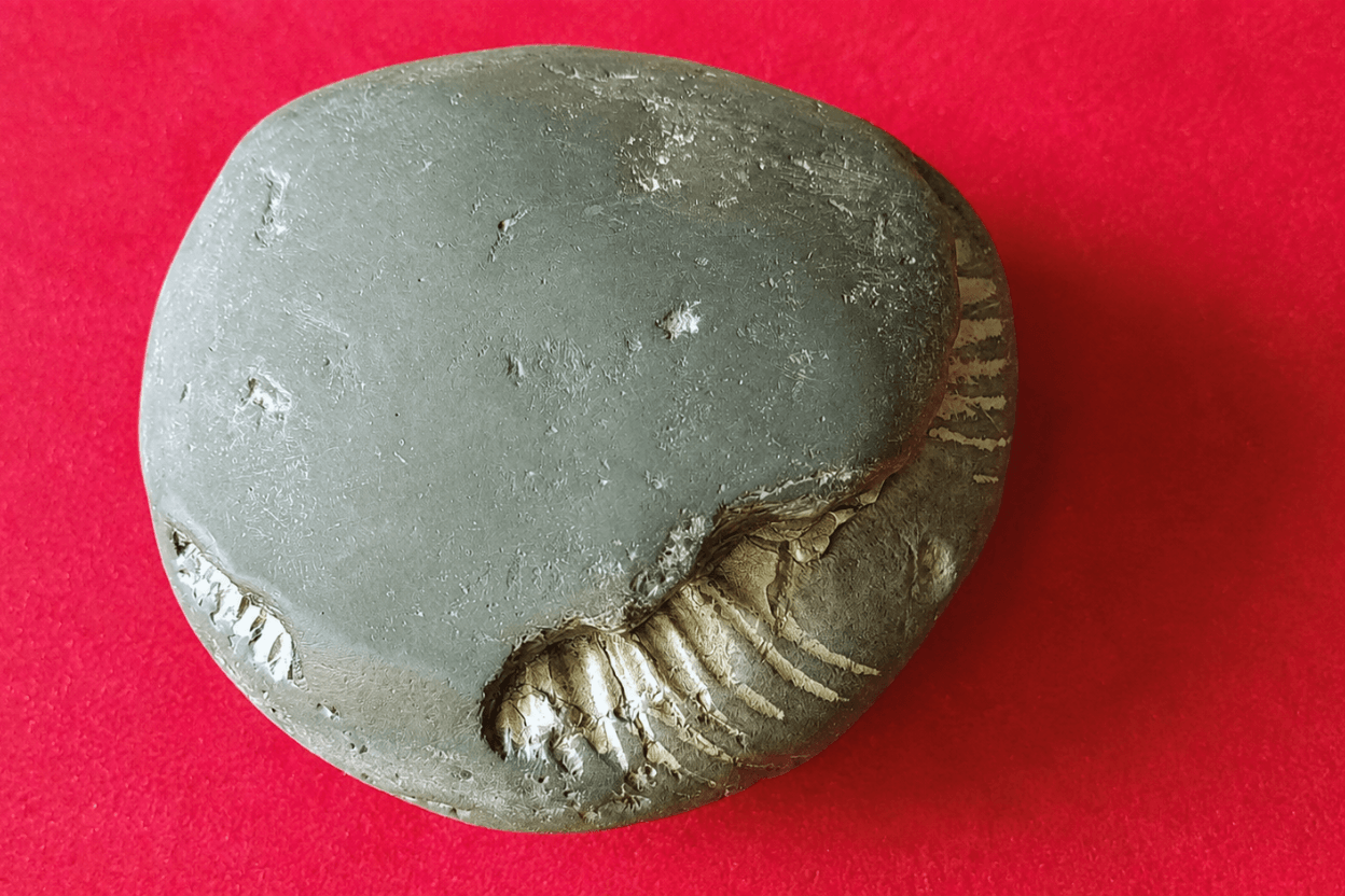 Chakra Narayan Shaligram
