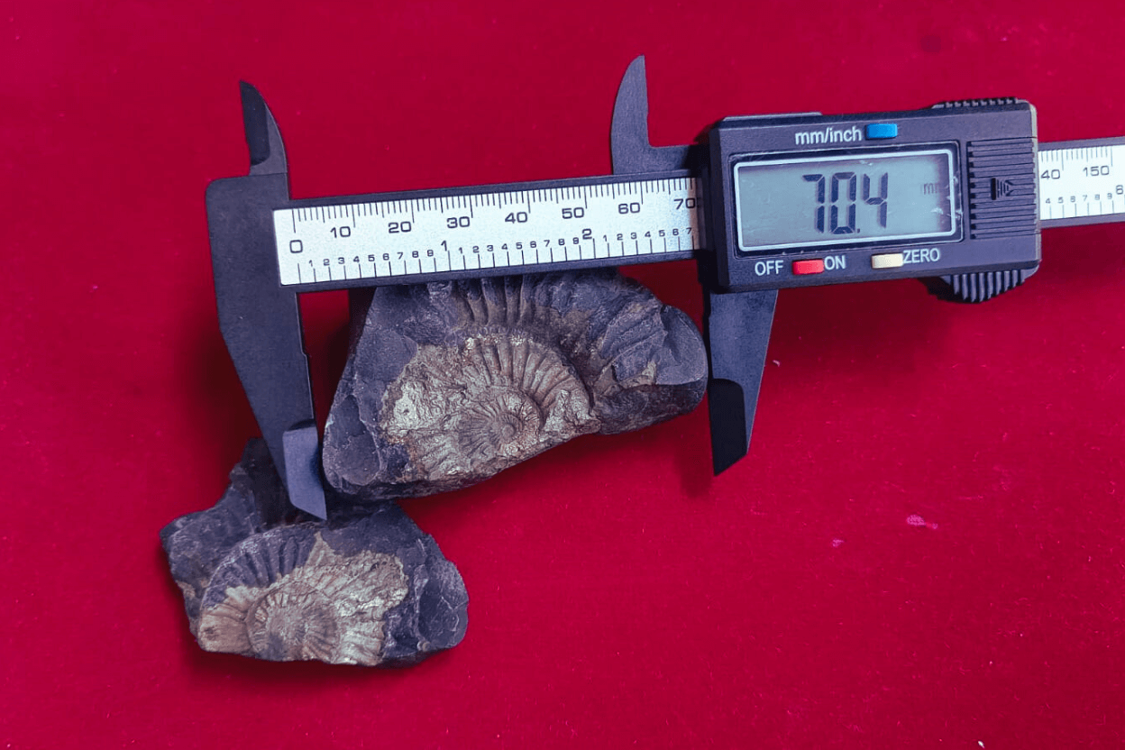 Kali Gandaki Natural Shaligram Shila