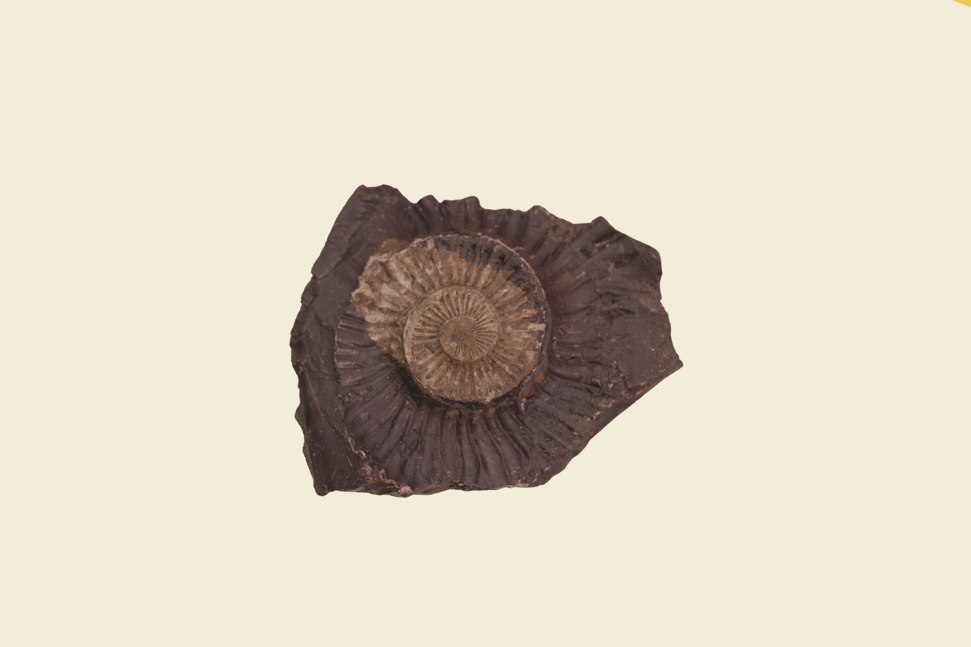 Madhav Shaligram Stone Chakra