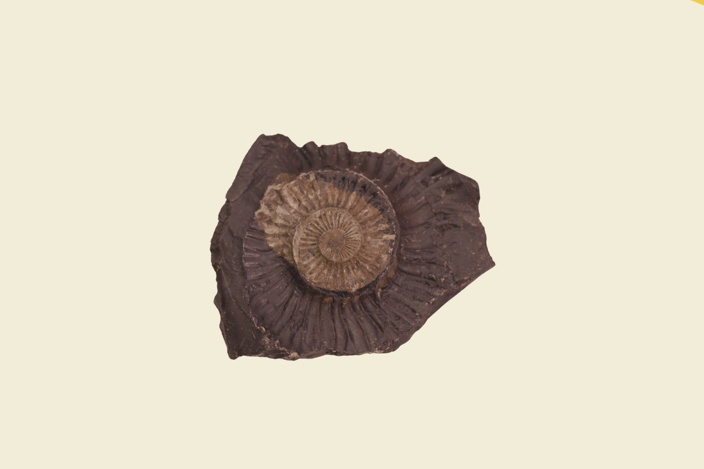 Madhav Shaligram Stone - Invite Peace, Wealth & Protection