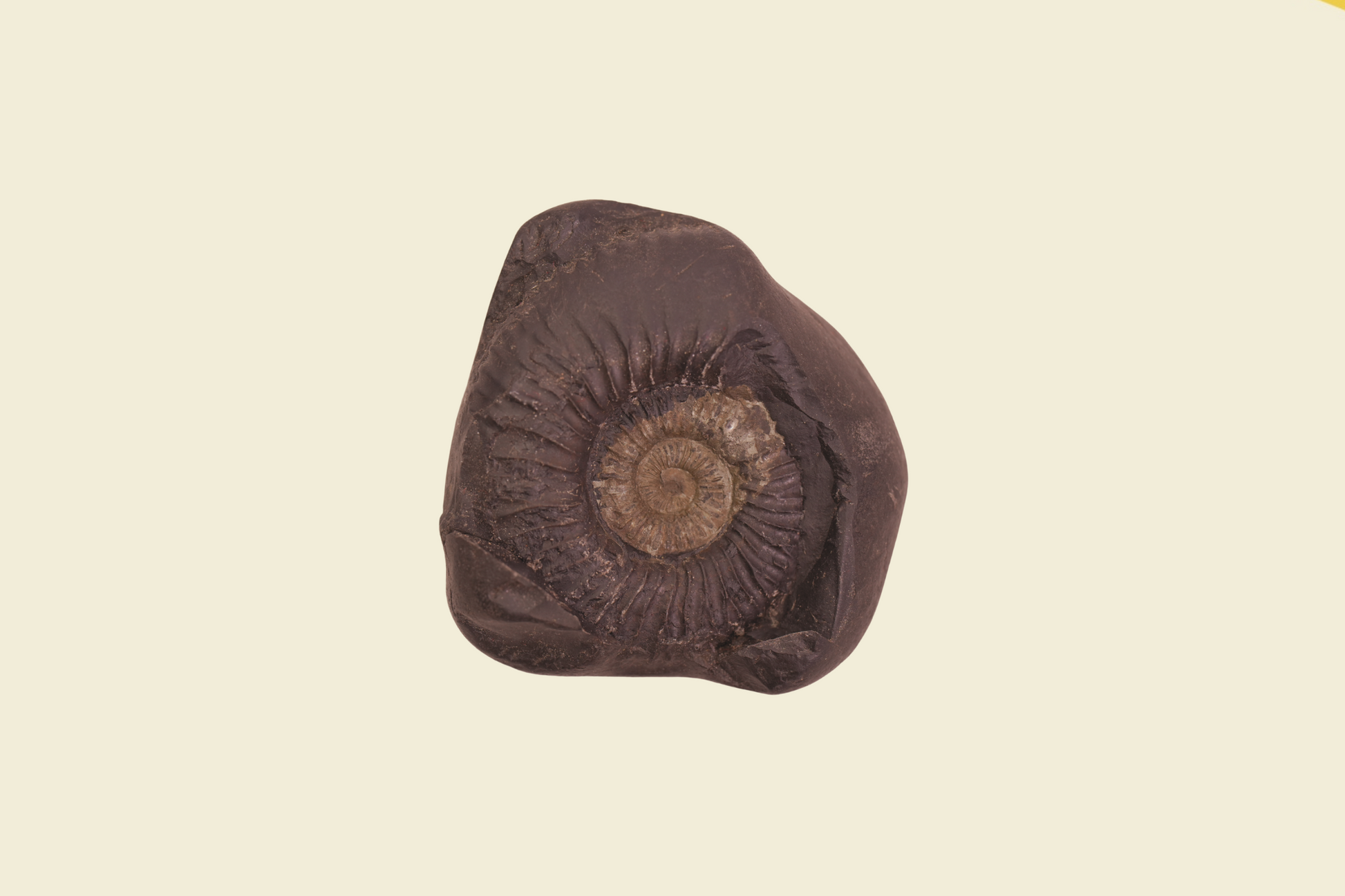 Madhav Shaligram Stone Chakra