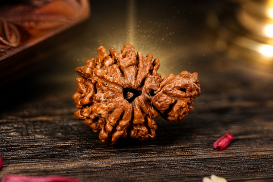 Rare 1 Mukhi Nepali Savar Rudraksha