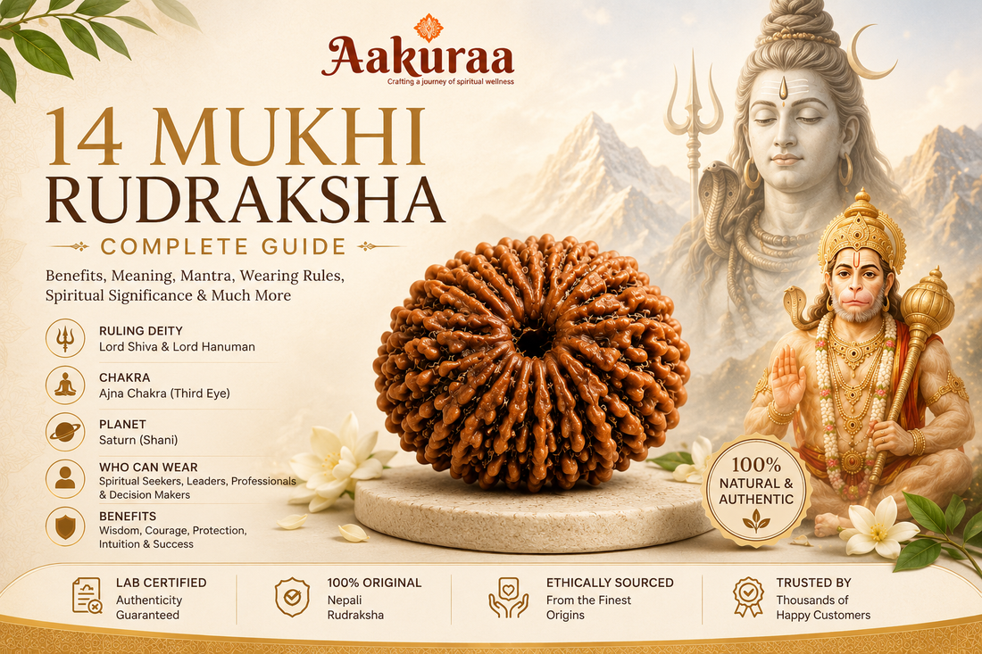 14 Mukhi Rudraksha Complete Guide: Benefits, Meaning & Mantra