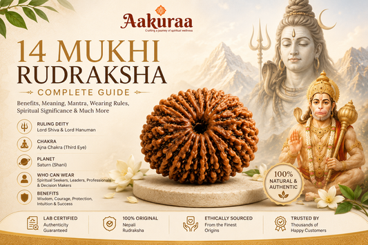 14 Mukhi Rudraksha Complete Guide: Benefits, Meaning & Mantra