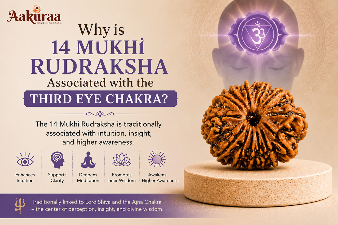 14 Mukhi Nepali Rudraksha Associated with Ajna Chakra (Third Eye Chakra) for Intuition and Spiritual Awareness