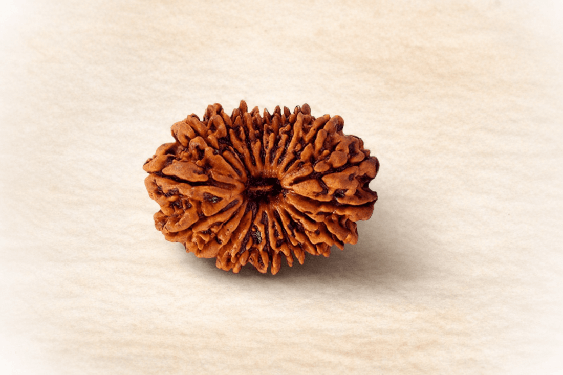 What is Rudraksha