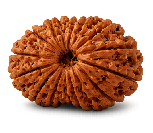 Buy 14 Mukhi Rudraksha
