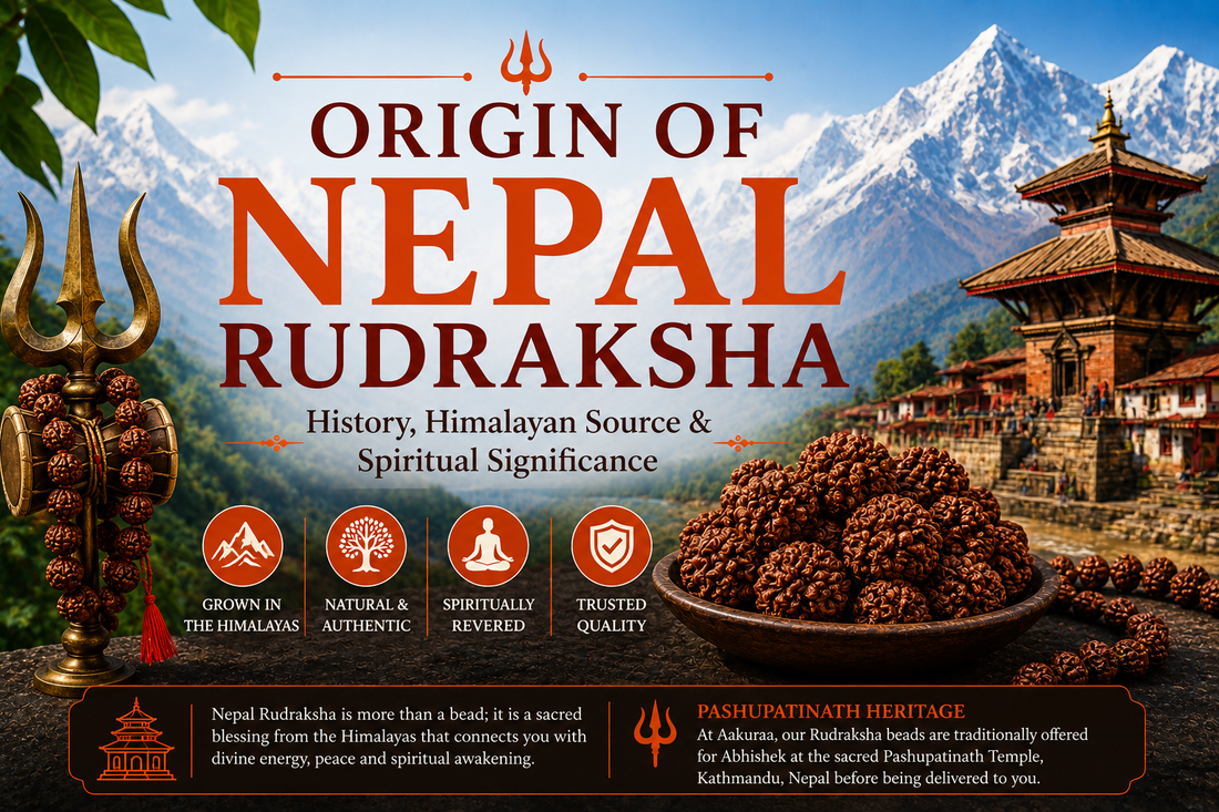 Origin Of Nepal Rudraksha