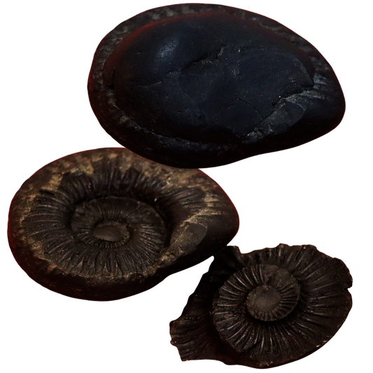 Shaligram Bhagawan