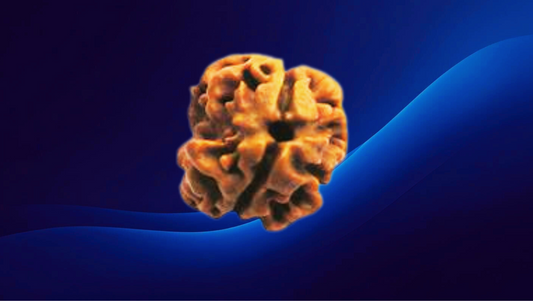 2 Mukhi Rudraksha