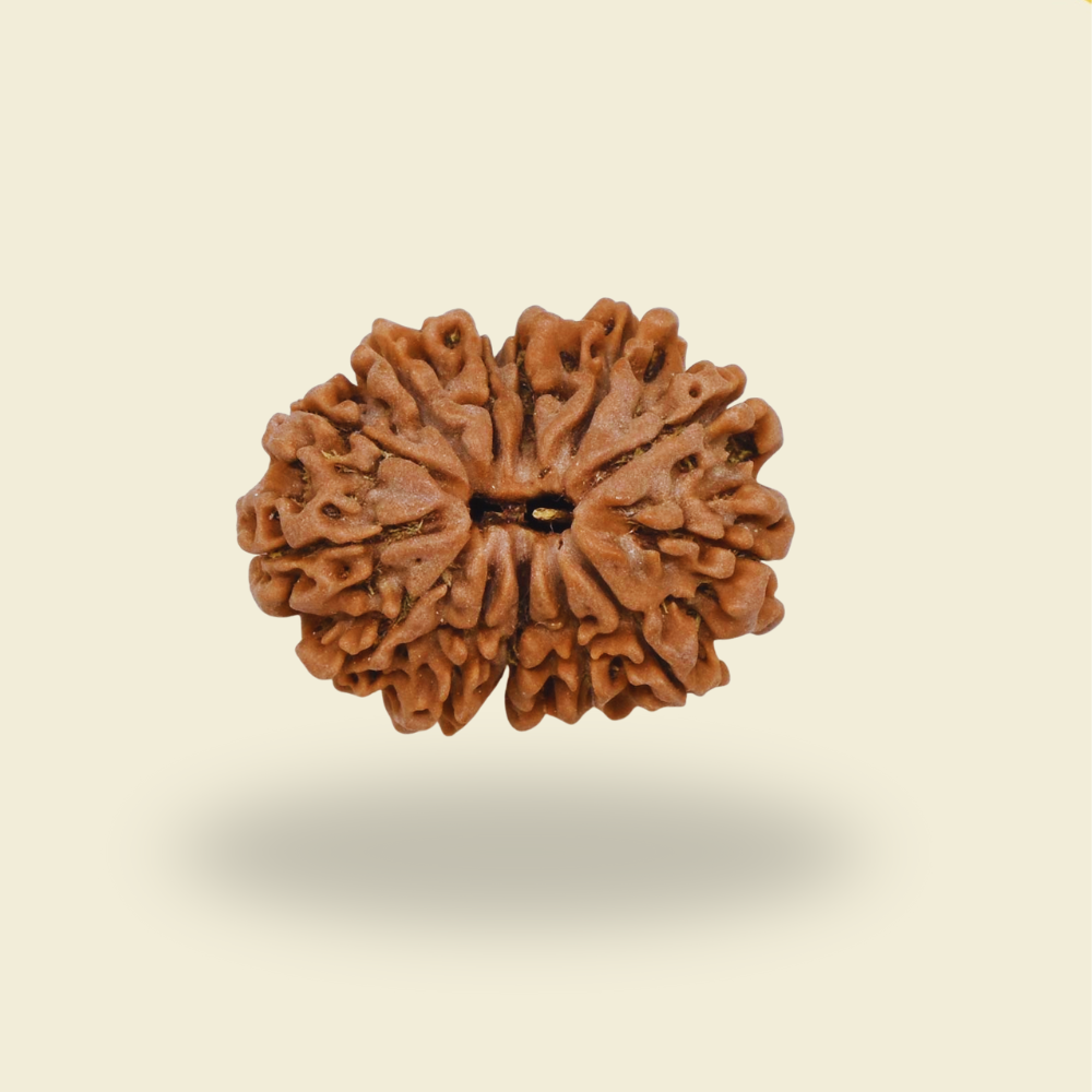 13 Mukhi Rudraksha – Divine Magnetism of Vishwadevas for Fulfillment and Fortune