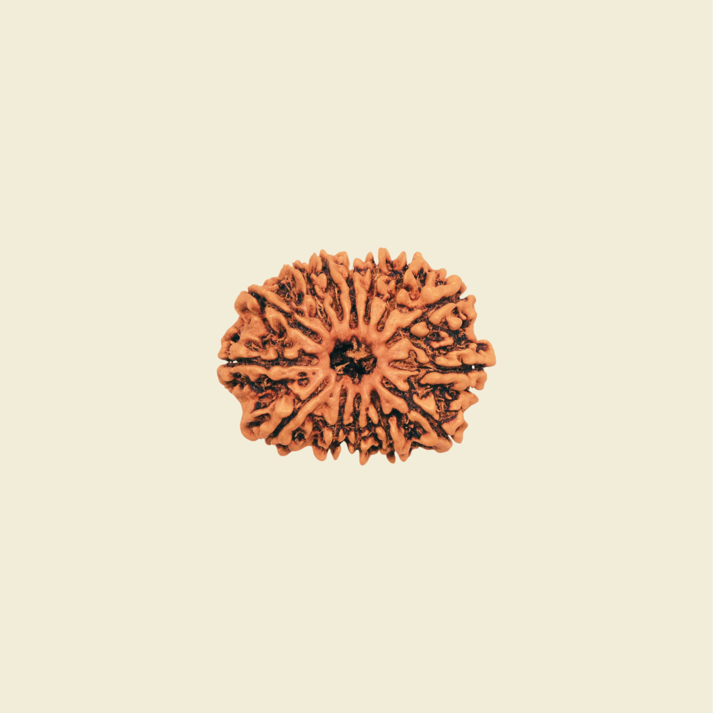 14 Mukhi Rudraksha – Third Eye of Shiva for Intuition, Strength, and Liberation