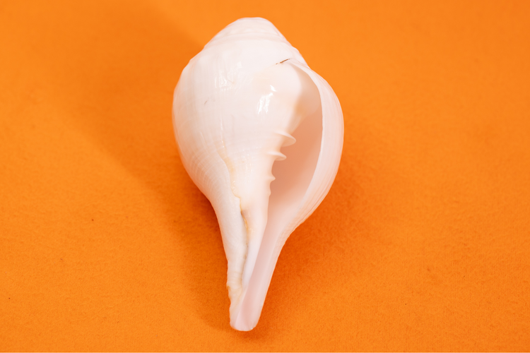 Shankha