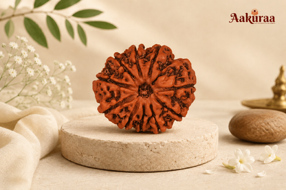 Original 10 Mukhi Nepali Rudraksha associated with Lord Vishnu
