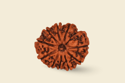 10 Mukhi Nepali Rudraksha