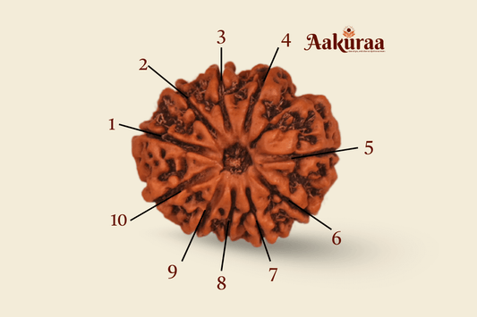 10 Mukhi Nepali Rudraksha