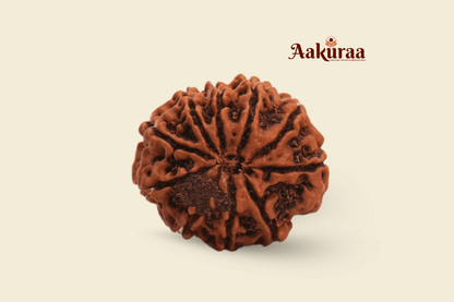 10 Mukhi Nepali Rudraksha