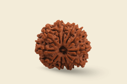 11 Mukhi Nepali Rudraksha