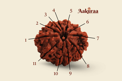11 Mukhi Nepali Rudraksha