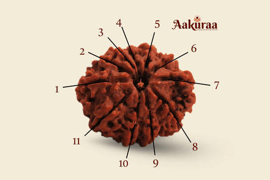 11 Mukhi Nepali Rudraksha